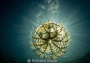 "United Nations" (Southern Tailed Jellyfish) caught again... by Richard Wylie 